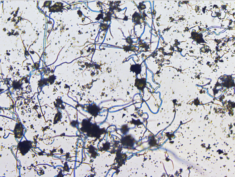 <span class="caption">‘Chemical gardening’ can produce mineral features similar to those claimed to be microfossils.</span> <span class="attribution"><a class="link " href="https://royalsocietypublishing.org/doi/10.1098/rspb.2019.2410" rel="nofollow noopener" target="_blank" data-ylk="slk:Sean McMahon/Royal Society;elm:context_link;itc:0;sec:content-canvas">Sean McMahon/Royal Society</a>, <a class="link " href="http://creativecommons.org/licenses/by/4.0/" rel="nofollow noopener" target="_blank" data-ylk="slk:CC BY;elm:context_link;itc:0;sec:content-canvas">CC BY</a></span>