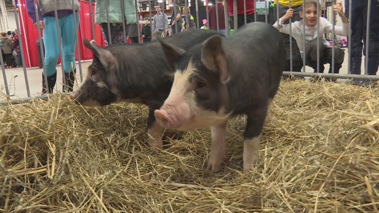 Agriculture Adventure Days brings the farm to students