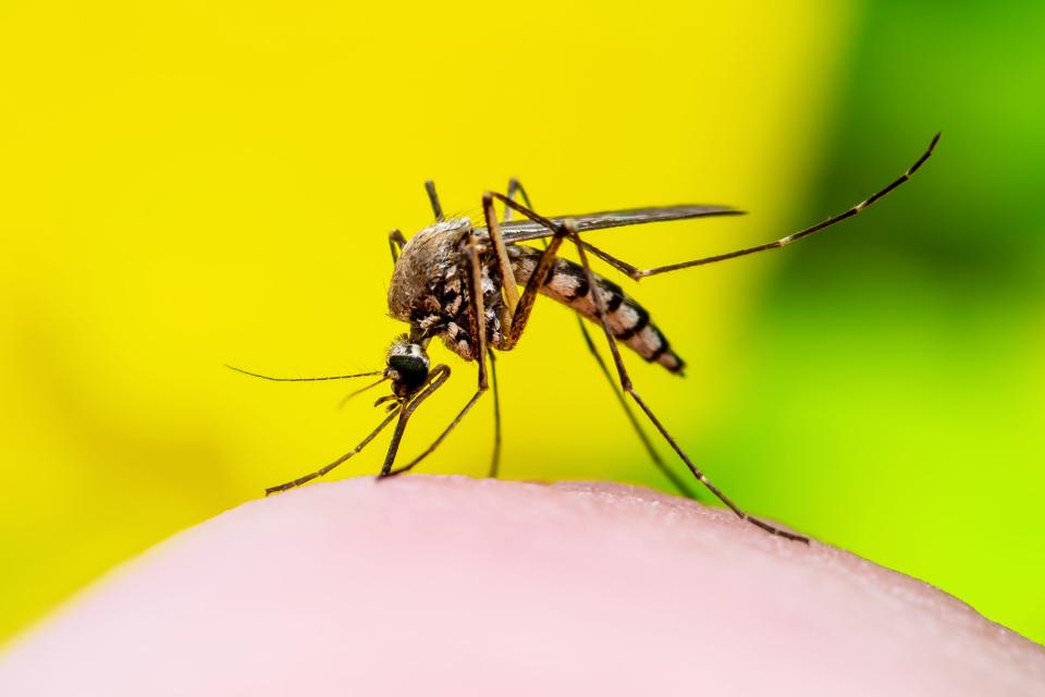 Dangerous Zika Infected Mosquito Bite on Yellow Background. Leishmaniasis, Encephalitis, Yellow Fever, Dengue, Malaria Disease, Mayaro or Zika Virus Infectious Culex Mosquito Parasite Insect Macro.