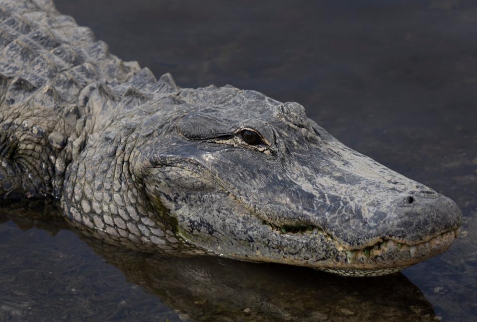 An alligator swims in the Florida Everglades on May 04, 2022 in Miami, Florida. Florida is home to one of the largest populations of alligators in the country, with a population over one million.
