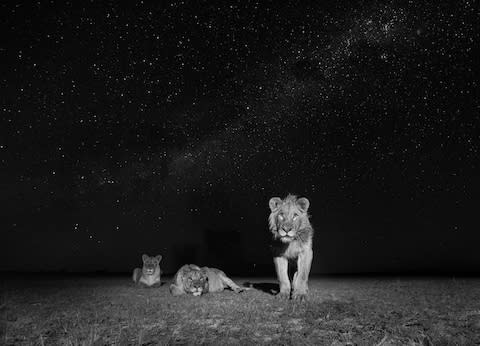 Lions in Zambia - Credit: WILL BURRARD-LUCAS