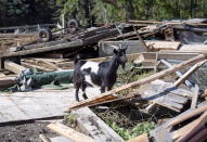 <p>A goat stands among the rubble of a barn at Christine Earle’s farm, which was damaged by a tornado, in Dunrobin, Ont., west of Ottawa, on Saturday, Sept. 22, 2018. The storm tore roofs off of homes, overturned cars and felled power lines in the Ottawa community of Dunrobin and in Gatineau, Que. (Photo Justin Tang/The Canadian Press) </p>