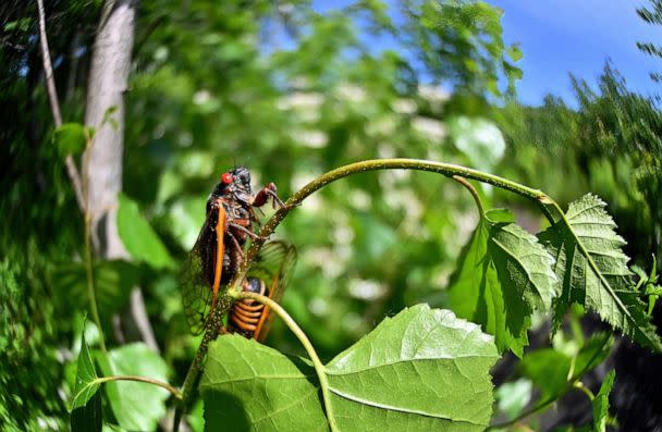 PHOTO: Brood X also known as the Great Eastern Brood Cicada seen in Pennsylvania, June 5, 2021.  (Aimee Dilger/SOPA Images/Shutterstock)