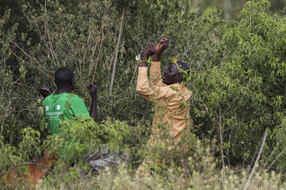 John Gafabusa, right, and Abiri Ntarwete, pray at the Mutyona natural sacred site near Buliisa, Uganda, Aug. 3, 2023. As TotalEnergies invests billions into oilfield development and acquires more and more land, Bagungu people who practice traditional beliefs worry the spiritual power of at least 32 sacred natural sites in Buliisa keeps deteriorating. (AP Photo/Hajarah Nalwadda)