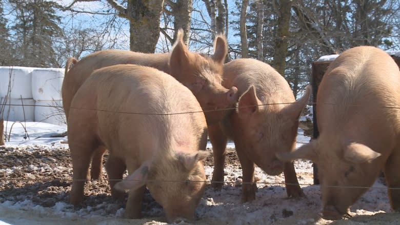 Dundas Plowing Match and Agricultural Fair mulls the future of the pig scramble