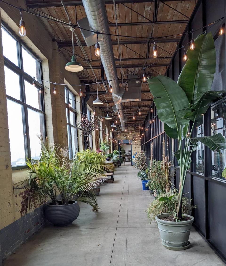 The walkway from the parking lot entrance at The Old Bakery Beer Company is lined with plants. Visitors can see activity in the brewing room through the windows on the right.