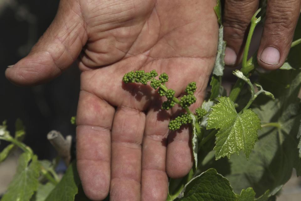 El agricultor Nicanor Tasaico muestra uvas "quebranta" recién formadas, utilizadas para hacer pisco no aromático o "puro" en su viñedo en Ica, Perú, el lunes 28 de septiembre de 2020. Más de 500 productores de pisco han visto caer sus ventas a la mitad y miles de agricultores han visto sus campos arruinados debido a las cosechas tardías por el estricto cierre implementado para detener el COVID-19. (AP Foto/Martín Mejía)