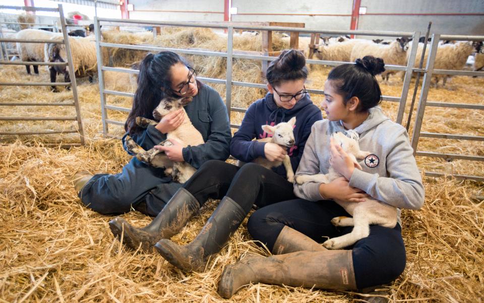 jamie's farm - Credit: Andrew Fox/Telegraph