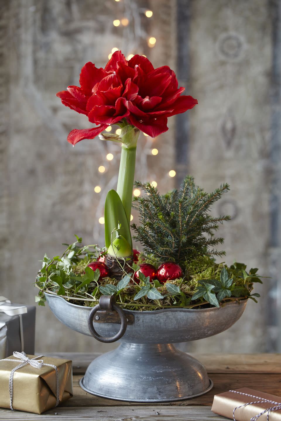 <p>These easy-to-care houseplants are sure to brighten any corner during the winter months. Taking second place with an increase of 326%, the team at Direct2Florist found they are perfect for households on the hunt for something different. </p><p>"Amaryllis have immense red and white blooms, which means they pair very naturally in traditional Christmas colour schemes," adds Wendy. " They make for an easy way to bring a splash of colour to the home, and because they bloom throughout December they can make for excellent Christmas gifts too."</p><p><a class="link " href="https://www.waitroseflorist.com/christmas-plants/twin-stem-red-amaryllis-vase-lights-561304" rel="nofollow noopener" target="_blank" data-ylk="slk:BUY NOW, £28;elm:context_link;itc:0;sec:content-canvas">BUY NOW, £28</a></p>