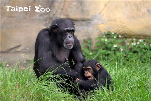 野外研究中曾觀察到，黑猩猩會有「群體狩獵」的行為。（圖／台北市立動物園提供）