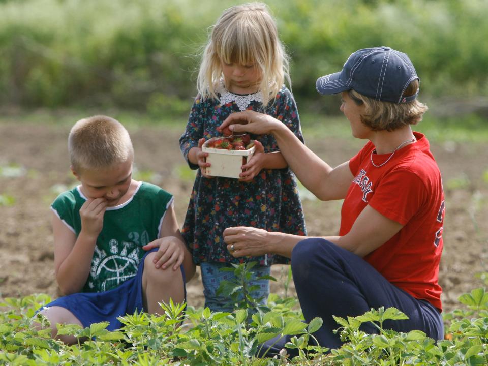 picking strawberries vermont