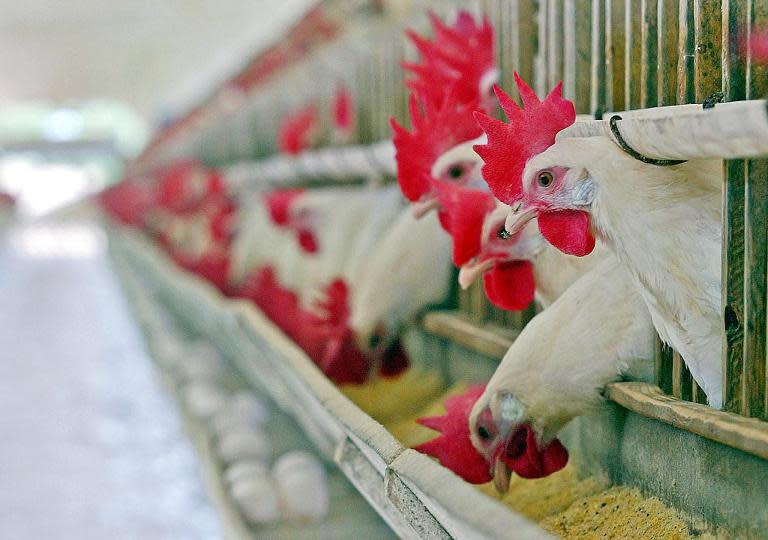 Brazil firm BRF, already the world's number one exporter of poultry, in November 2014 inaugurated a 130 million euros ($140 million) production facility in Abu Dhabi