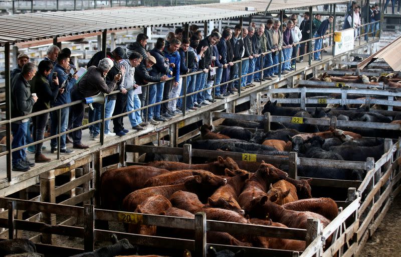 FILE PHOTO: Cattle traders look over cattle for sale inside corrals at the Liniers market, in Buenos Aires