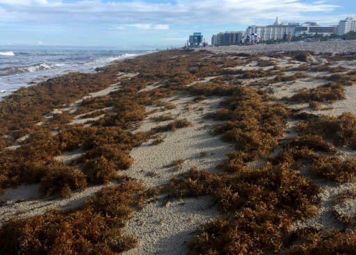 Sargassum seaweed covers the shore of Miami Beach, Florida