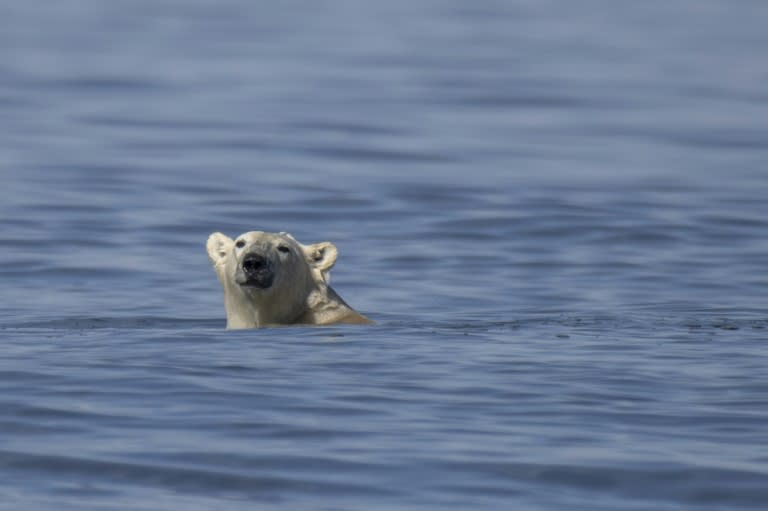 Climate change has increased the number of days where sea ice is too thin for polar bears to hunt seals (Olivier MORIN)