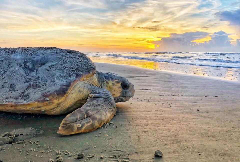 In this June 30, 2019, photo provided by the Georgia Department of Natural Resources, a loggerhead sea turtle returns to the ocean after nesting on Ossabaw Island, Ga. The giant, federally protected turtles are having an egg-laying boom on beaches in Georgia, South Carolina and North Carolina, where scientists have counted record numbers of nests this summer. (Georgia Department of Natural Resources via AP)