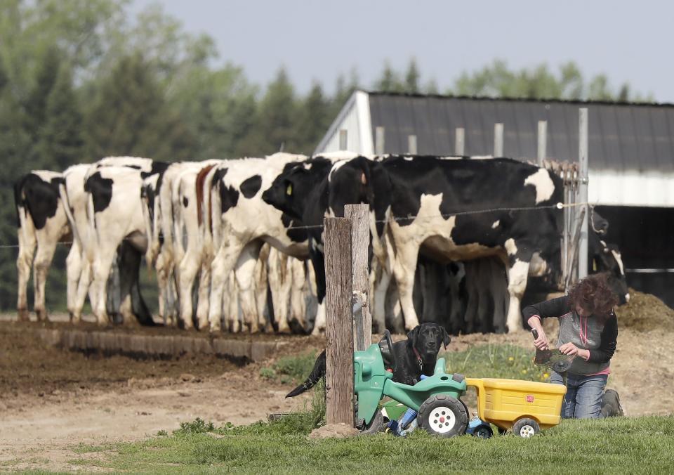 Cathy Silverthorn works alongside her dog May 23 at Silver-Shea Holsteins. The farm is a family operation that Cathy and her husband, Allen, run with their children and grandchildren all helping out.