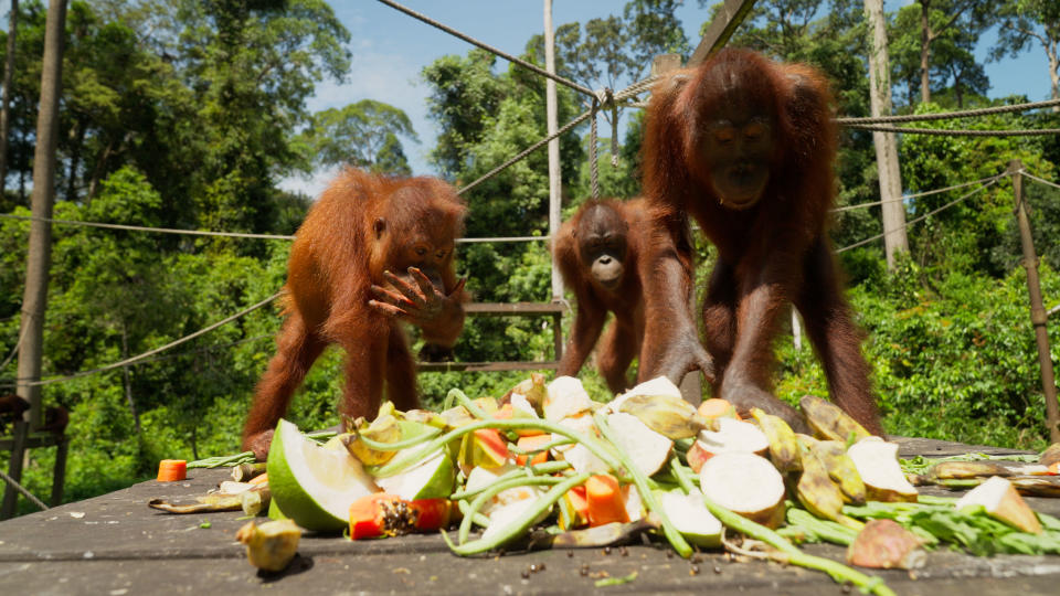 Levison Woods is looking for orangutans in episode 1.