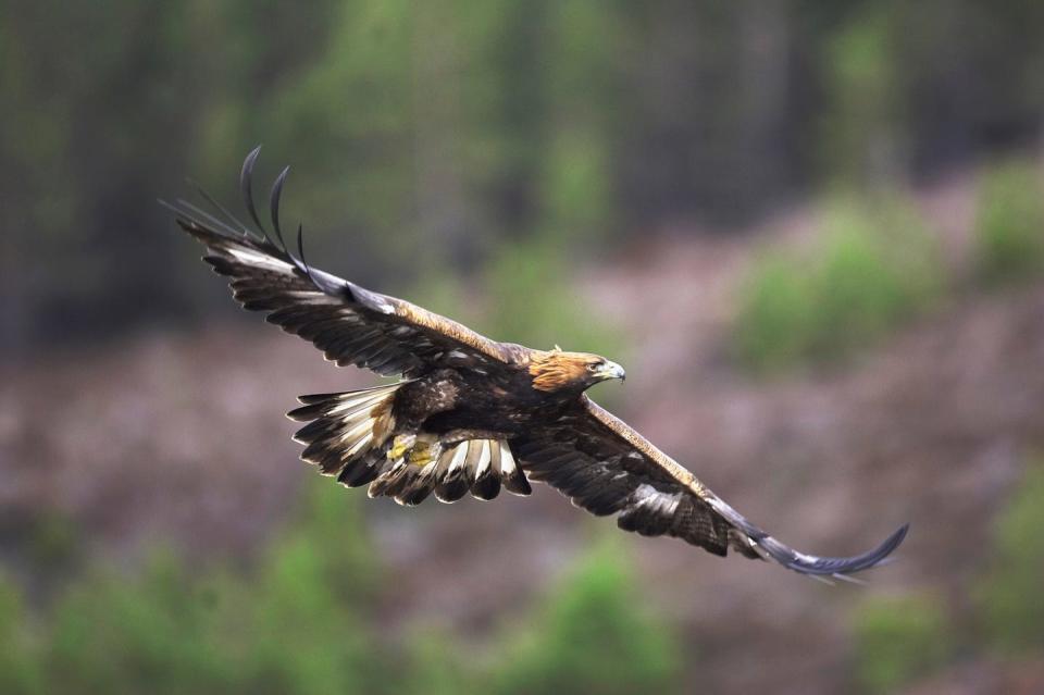 golden eagle aquila chrysaetos flying, captive, cairngorms np, scotland, uk