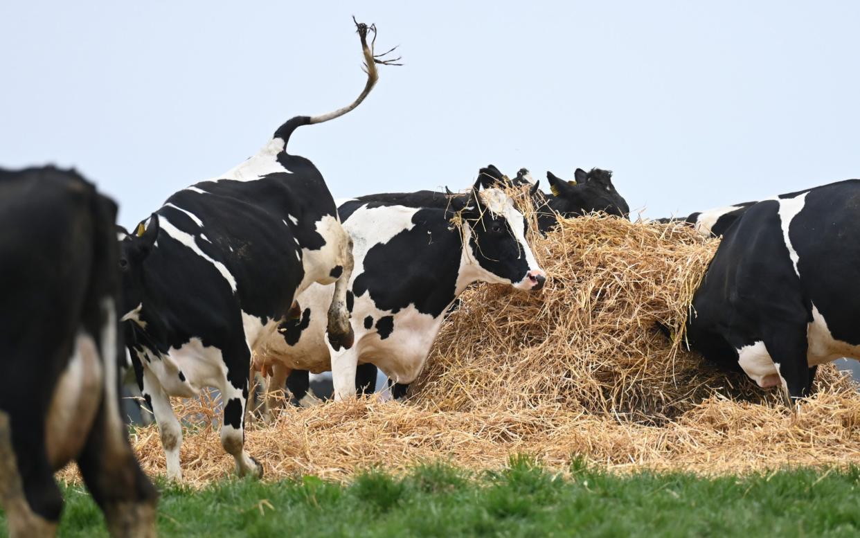 Several cows in a field - Denmark to charge farmers £80 per cow in world's first meat tax