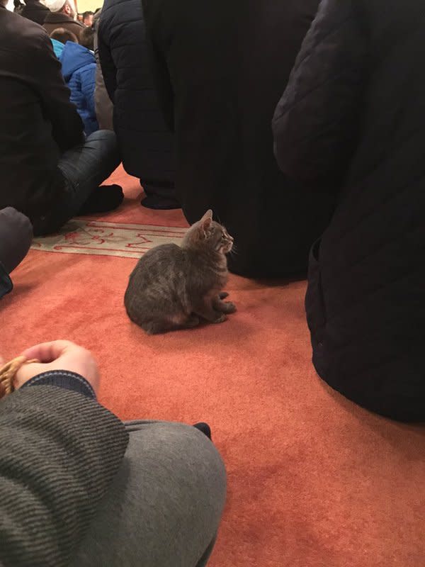 A cat sits among worshipers in the Aziz Mahmud Hüdayi Mosque in Istanbul, Turkey. [@ibrahimduzkalem/Twitter]