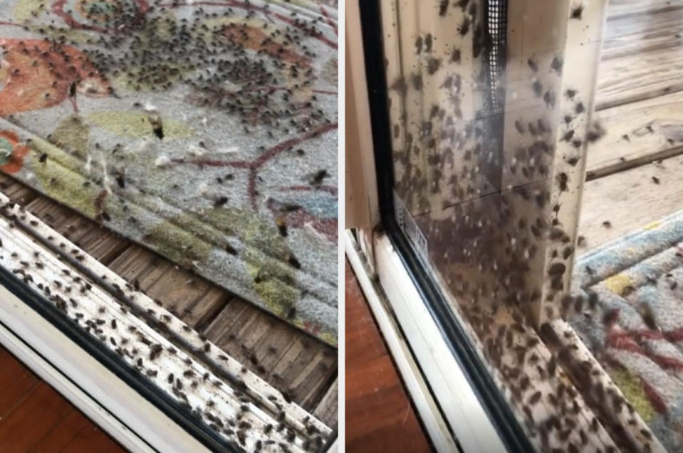 swarm of flies gathered at a patio door