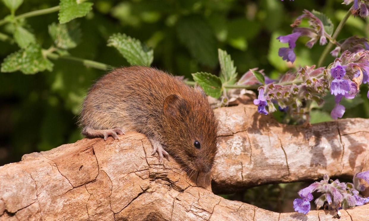 <span>‘I needed to make a pact with the voles. They can eat what they want after it has flowered, not before,’ says Beth McFarland.</span><span>Photograph: Stephen Miller/Alamy</span>