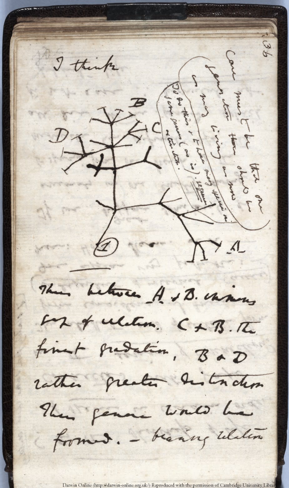 Charles Darwin’s seminal 1837 ‘Tree of Life’ sketch has been reported as stolen from Cambridge University Library (Cambridge University Library/ PA)