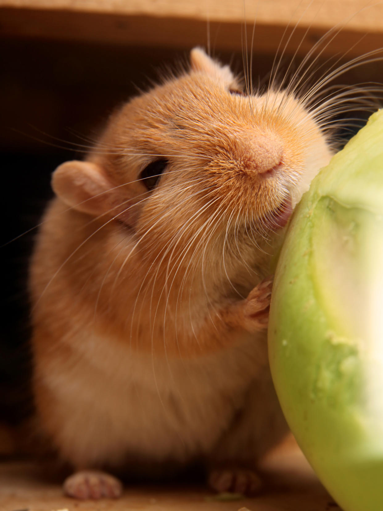 https://www.gettyimages.co.uk/detail/photo/smiling-gerbil-royalty-free-image/138180026