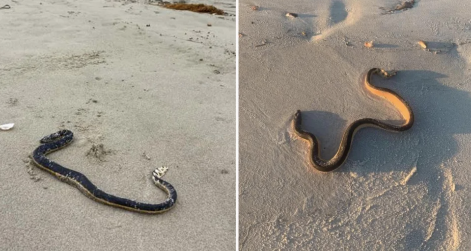 Yellow-bellied sea snakes in NSW. 