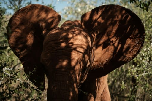 Orphan elephants take a stroll at the David Sheldrick Wildlife Trust (DSWT). Here, they are safe -- but once they return to the wild, they face the risk of poaching. Around 20,000 African elephants are slaughtered each years, says the WWF