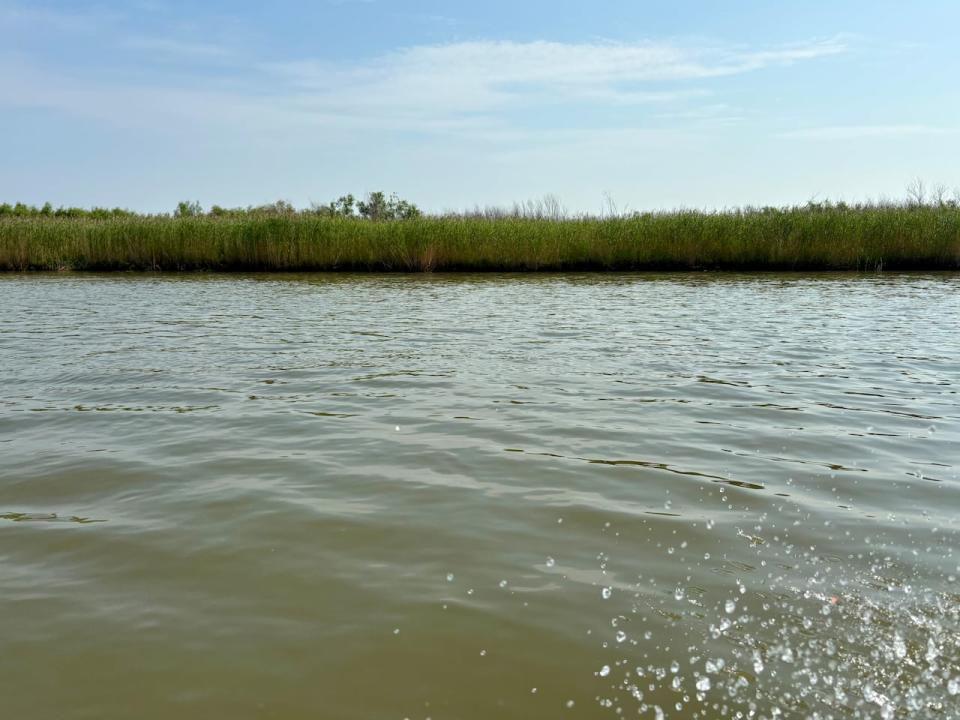 The riverbanks are becoming increasingly overgrown with invasive grasses as parts of the delta no longer flood and are therefore no longer accessible by boat.