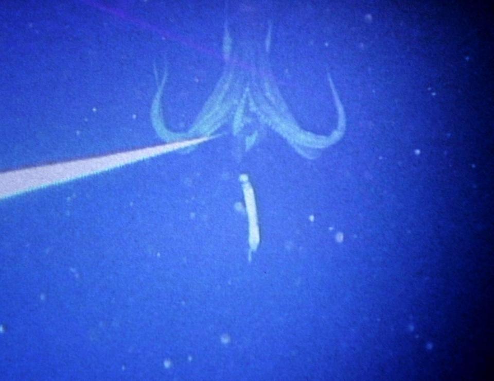 <span>A screenshot taken from a September 30, 2004, video of an eight-meter-long giant squid in southern Japan, released in 2005 by Japanese zoologist Tsunemi Kubodera </span><div><span>AFP</span><span>Yoshikazu TSUNO</span></div>