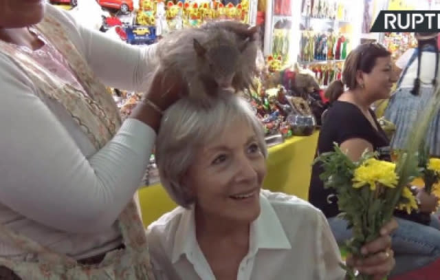 Want good luck for 2017? Try rubbing this hairy armadillo in your face! 