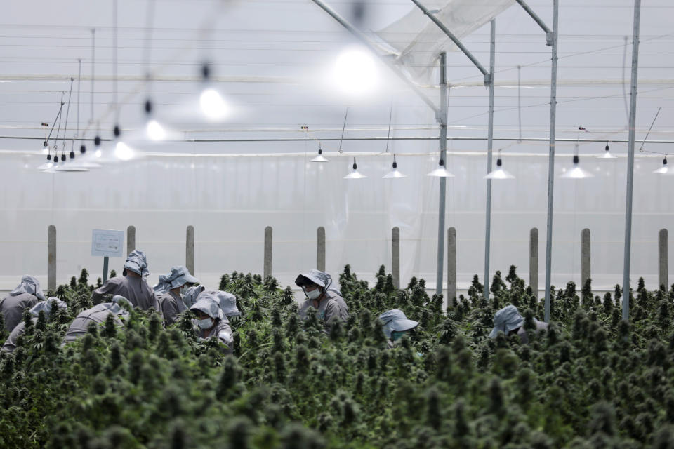 Employees of the Clever Leaves company work inside a cannabis plantation, in a greenhouse in Pesca, Colombia October 2, 2019. Picture taken October 2, 2019. REUTERS/Luisa Gonzalez