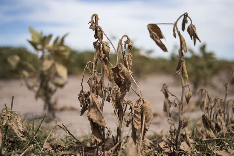 Sequía en la cosecha de soja en Pergamino