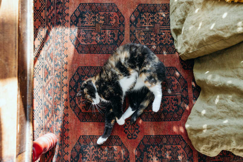 Cat naps on red rug.