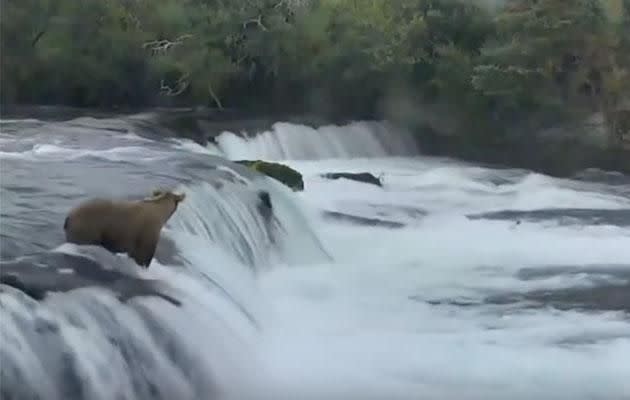 The cubs fell one after the other over the waterfall's edge. Photo: Facebook/endangeredanimals