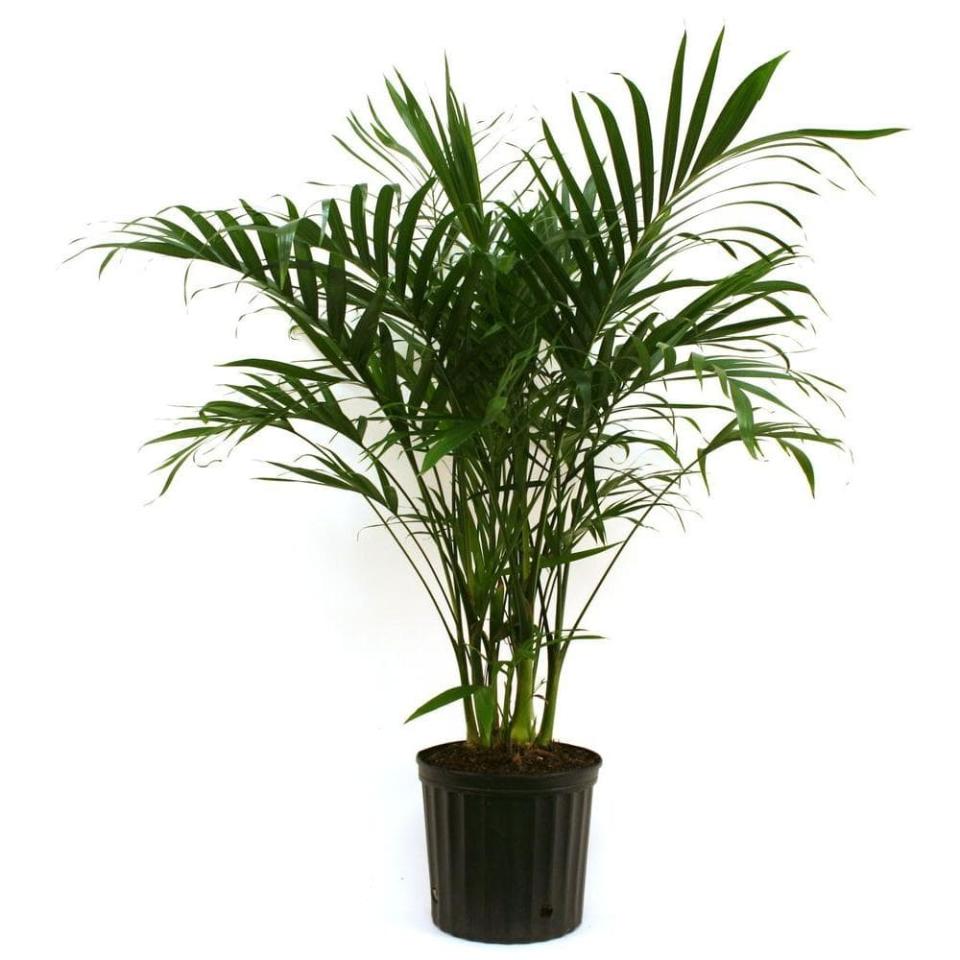 <p><a href="https://go.redirectingat.com?id=74968X1596630&url=https%3A%2F%2Fwww.homedepot.com%2Fp%2FCosta-Farms-Cateracterum-Palm-Cat-Palm-in-9-25-in-Grower-Pot-10CAT%2F203380908&sref=https%3A%2F%2Fwww.housebeautiful.com%2Flifestyle%2Fgardening%2Fg43921952%2Fcommon-houseplants-easy-to-grow%2F" rel="nofollow noopener" target="_blank" data-ylk="slk:Shop Now;elm:context_link;itc:0;sec:content-canvas" class="link ">Shop Now</a></p><p>Parlor Palm</p><p>$28.79</p><p>homedepot.com</p>