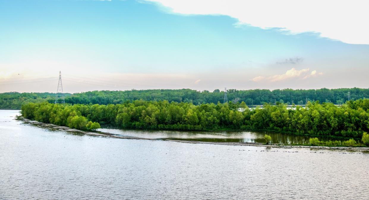 The man-made Illinois River island north of the McClugage Bridge has grown into a lush habitat since work began in 2009. Though no trees were ever planted on the island, wind- and water-borne seeds have grown to a 40-foot-tall stand of timber.