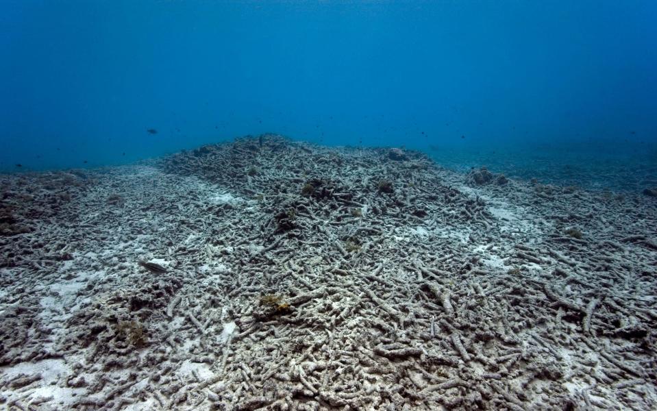 Great Barrier Reef could lose one million visitors annually if coral bleaching continues