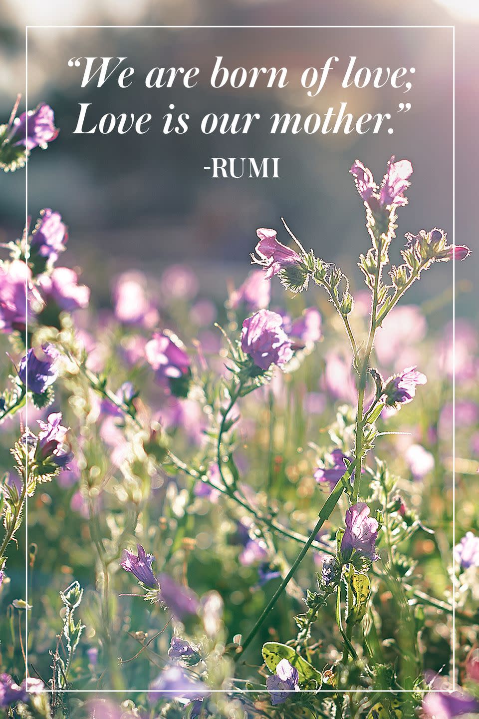 <p>"We are born of love; Love is our mother."</p><p>- Rumi</p>