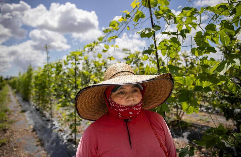 Cristina Gómez, de 35 años, trabaja en una granja el viernes 21 de abril de 2023, en Homestead, Florida. MATIAS J. OCNER mocner@miamiherald.com