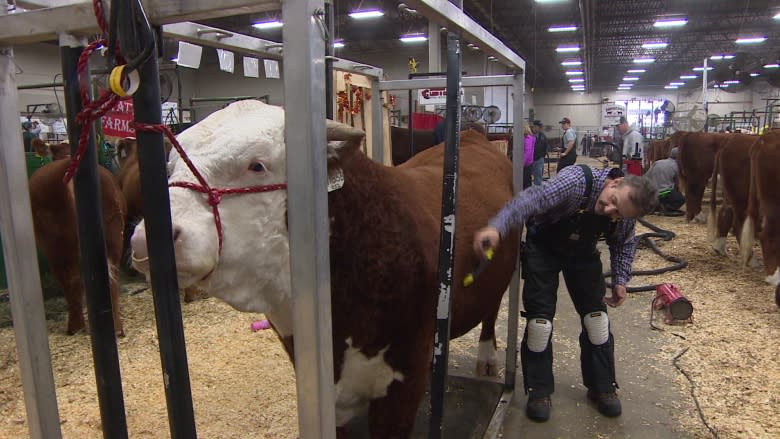 Pricey, award-winning cows and bulls at the Canadian Western Agribition