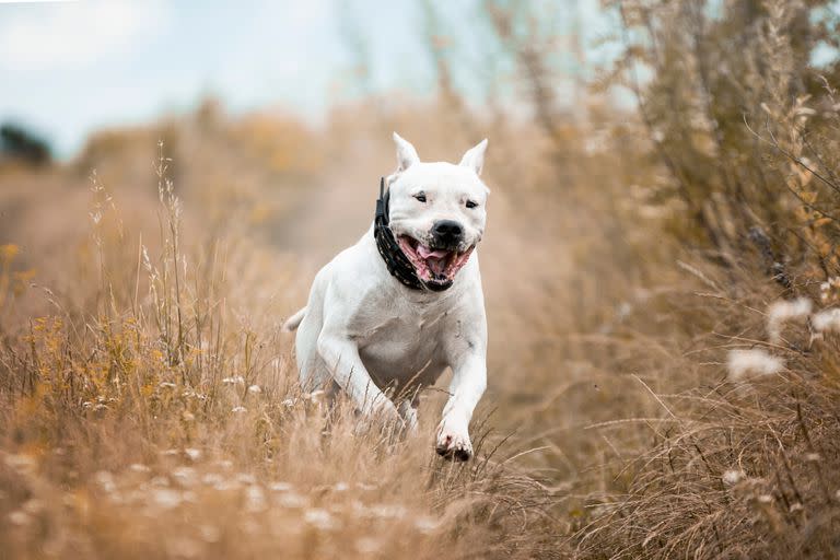 Dogo argentino