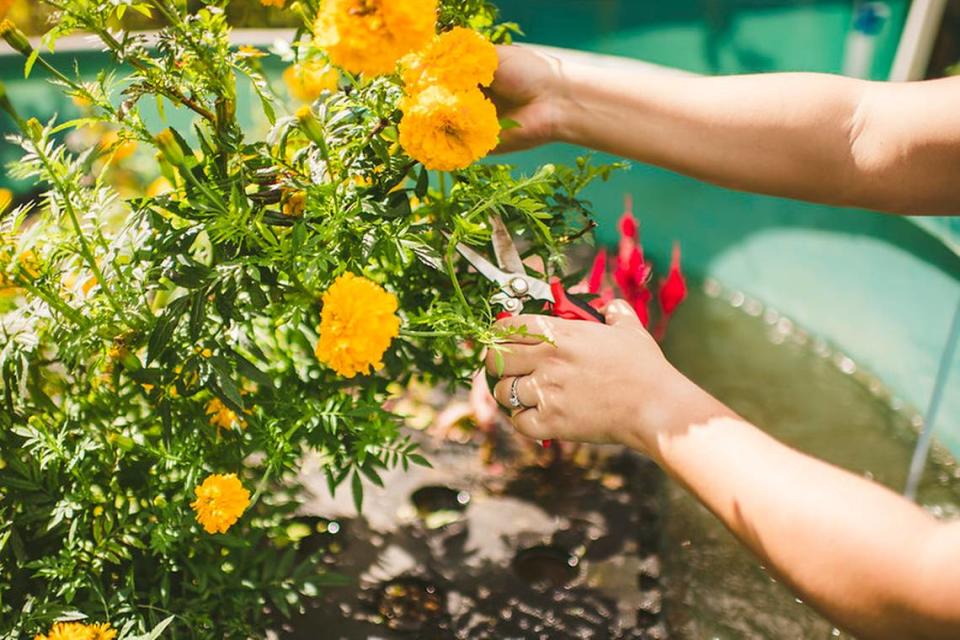 Marigolds growing in a test pool at FIU. Margi Rentis/Contributed to the Herald