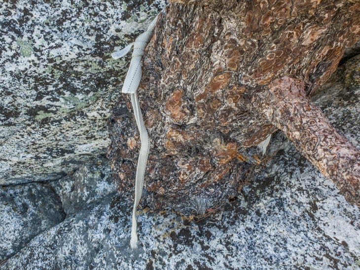 <span class="article__caption">The tree with the broken sling.</span> (Photo: James Eckhardt/RMRU)