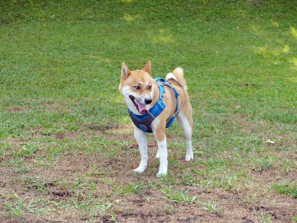 A dog frolics in Bill Keller Park at the grand opening of the new dog park there on May 14, 2024.