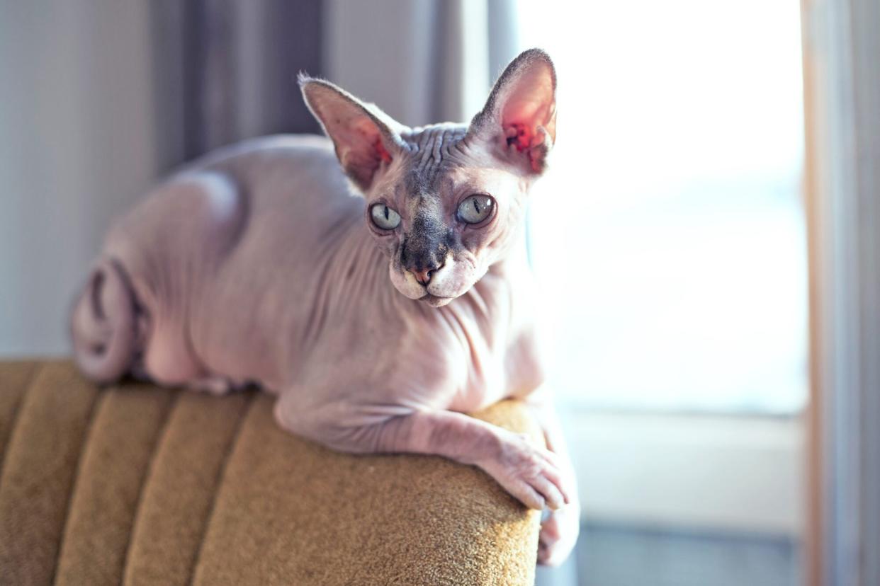 sphynx, a hairless cat, lounges on the back of an upholstered chair