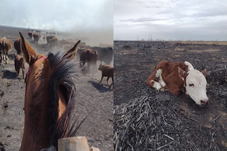 El productor explicó que en el campo había 1700 animales en total y tuvieron que auxiliarlos enseguida